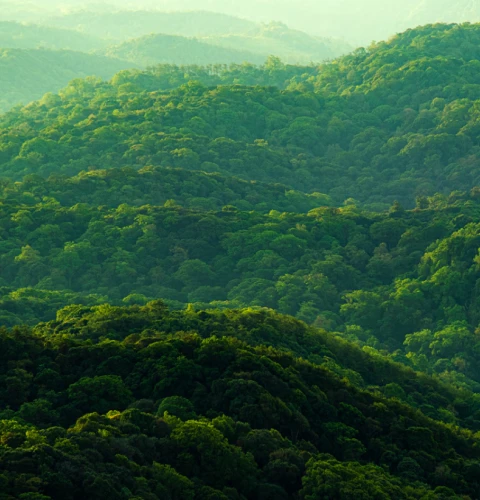 Ariel view of hills with trees